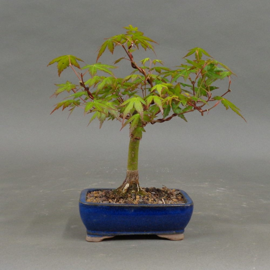 Acer palmatum Fächerahorn