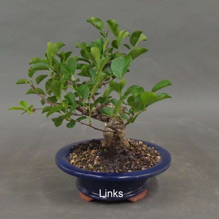 Pre-Bonsai, Baumwürger, links