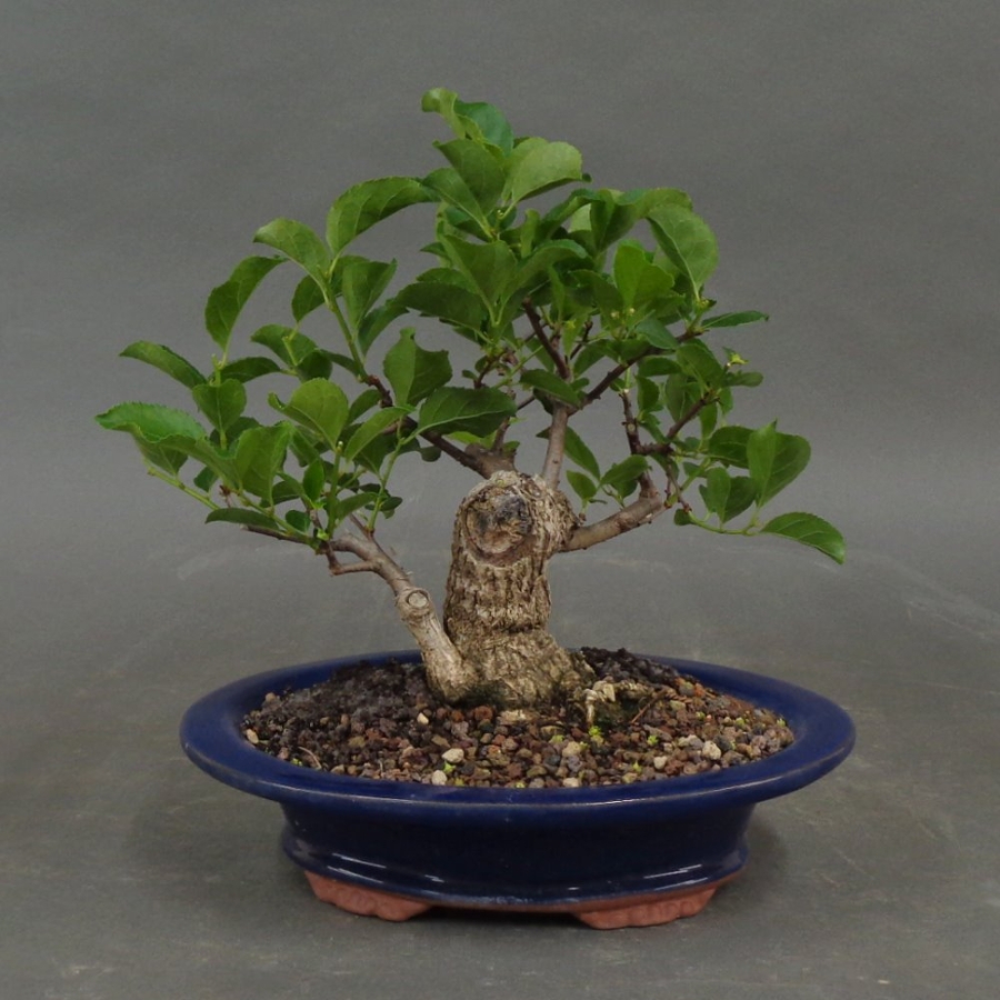 Pre-Bonsai, Baumwürger, vorn