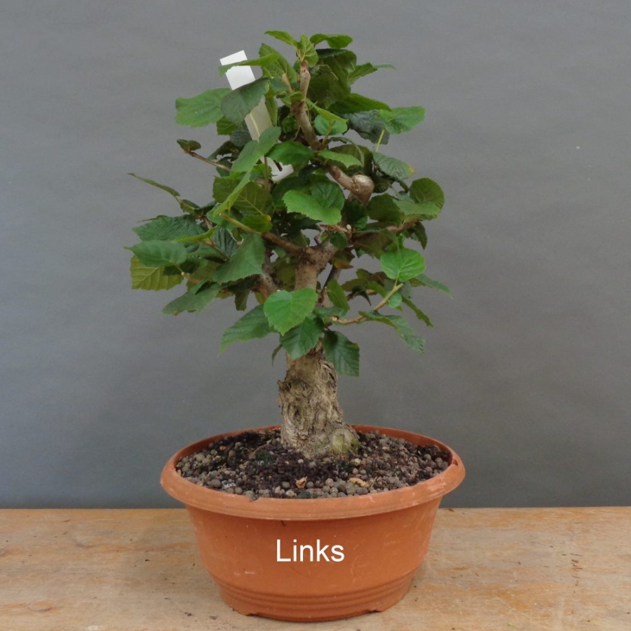 Corylus Hasel Bonsai