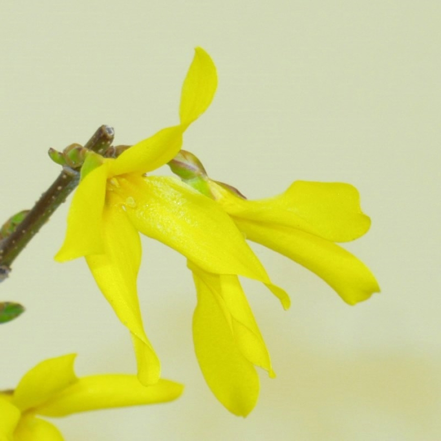 Goldglöckchen - Forsythia x intermedia 1