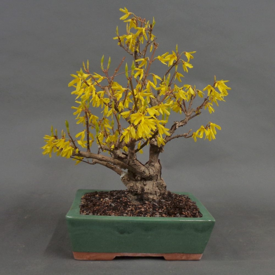 Forsythie, Goldglöckchen, Bonsai