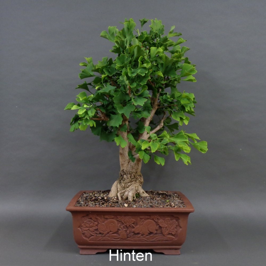 Ginkgo biloba Bonsai, hinten