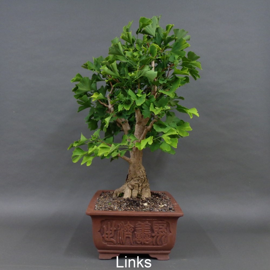 Ginkgo biloba Bonsai, links