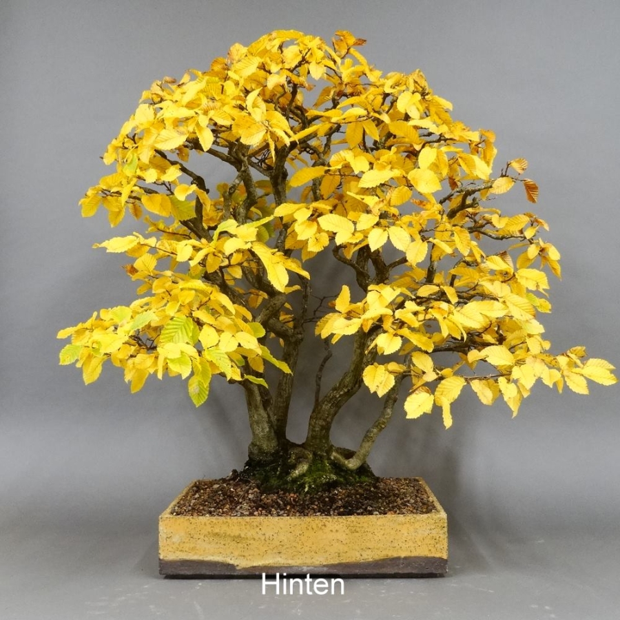 Bonsai, Hainbuche