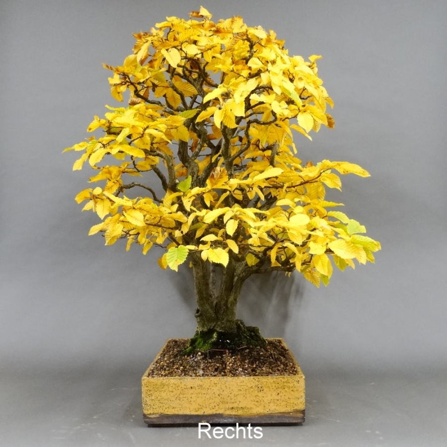 Bonsai, Hainbuche