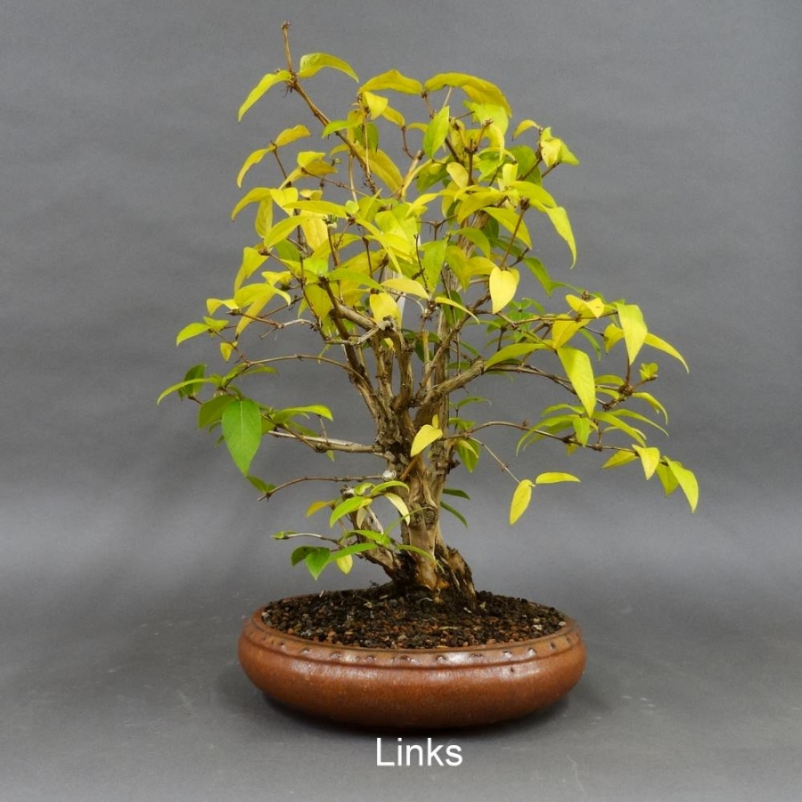Winterheckenkirsche, Lonicera, purpusii