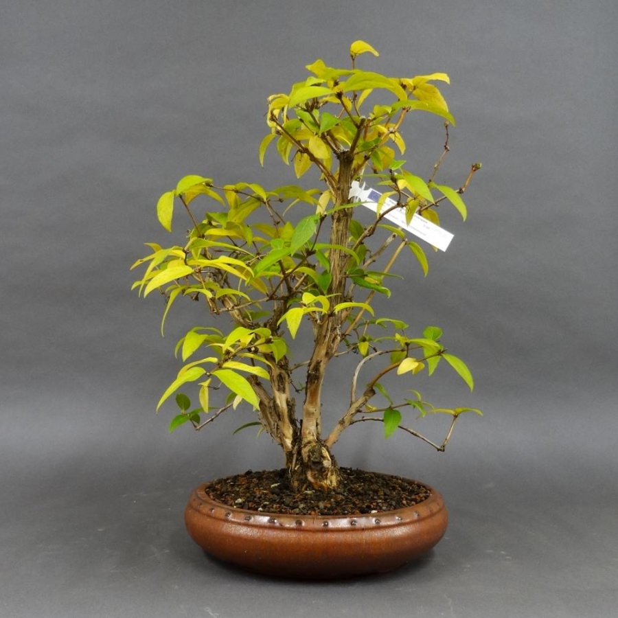 Winterheckenkirsche, Lonicera, purpusii