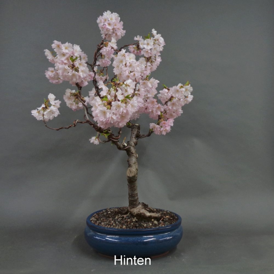 Blütenkirsche Bonsai