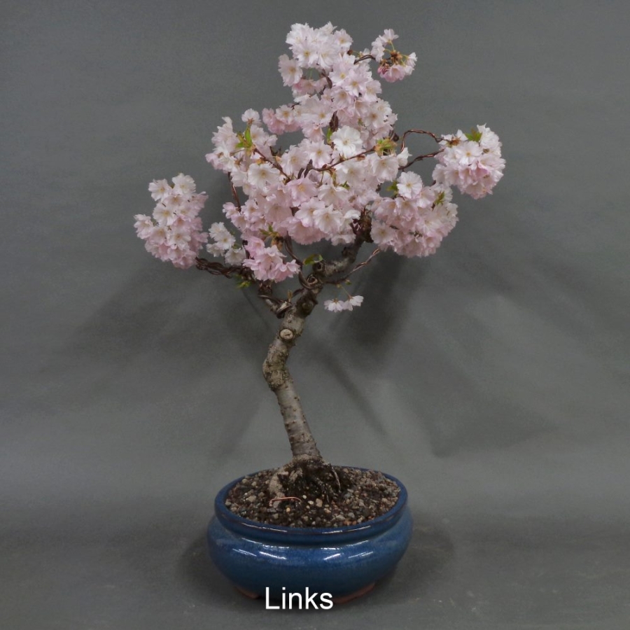 Blütenkirsche