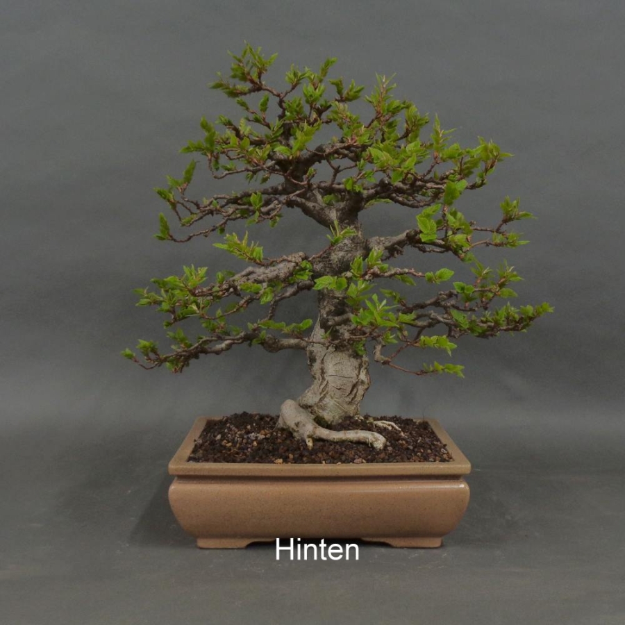 Carpinus betulus, Hainbuche, Bonsai