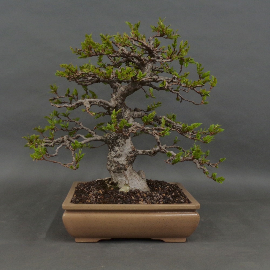 Carpinus betulus, Hainbuche, Bonsai