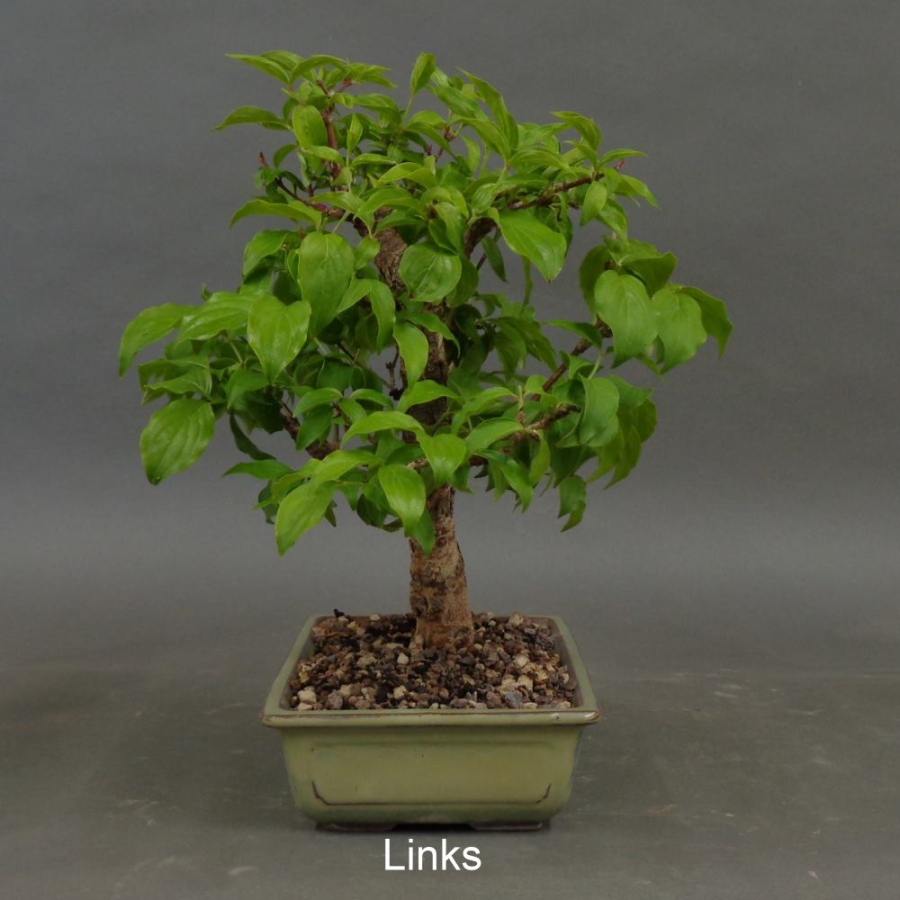 Bonsai, Cornus mas, links