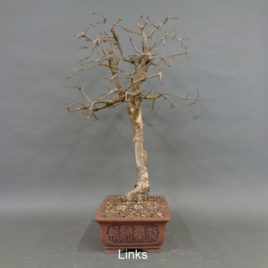 Bonsai, Cornus mas, Kornelkirsche