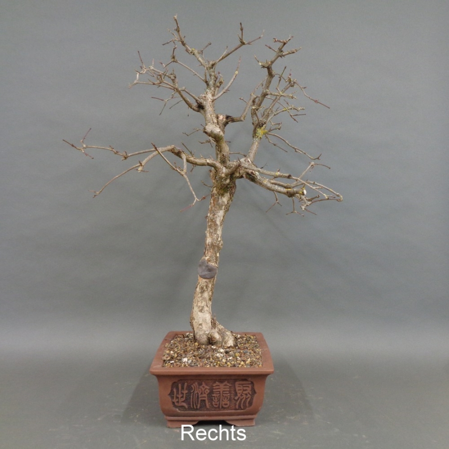 Bonsai, Cornus mas, Kornelkirsche