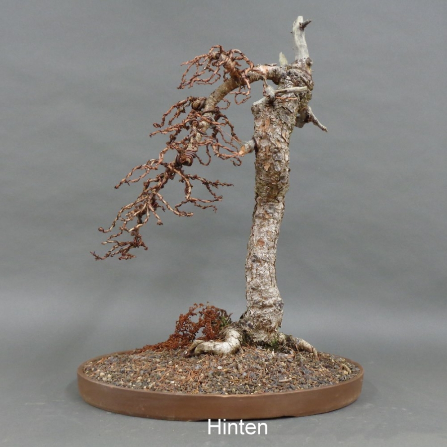 Larix, Lärche, Bonsai