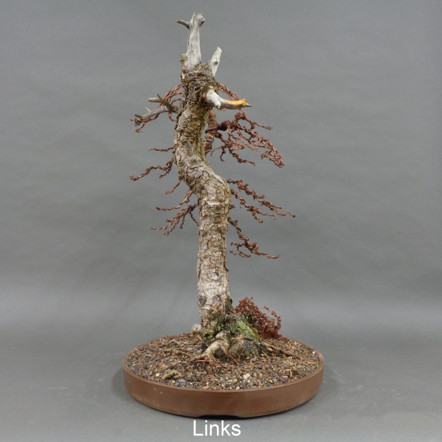 Larix, Lärche, Bonsai