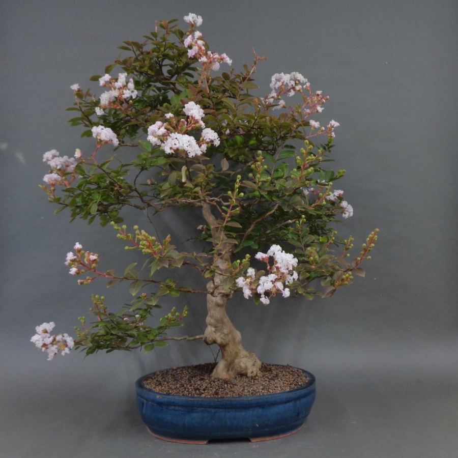 Satsuki, Azalee, Bonsai