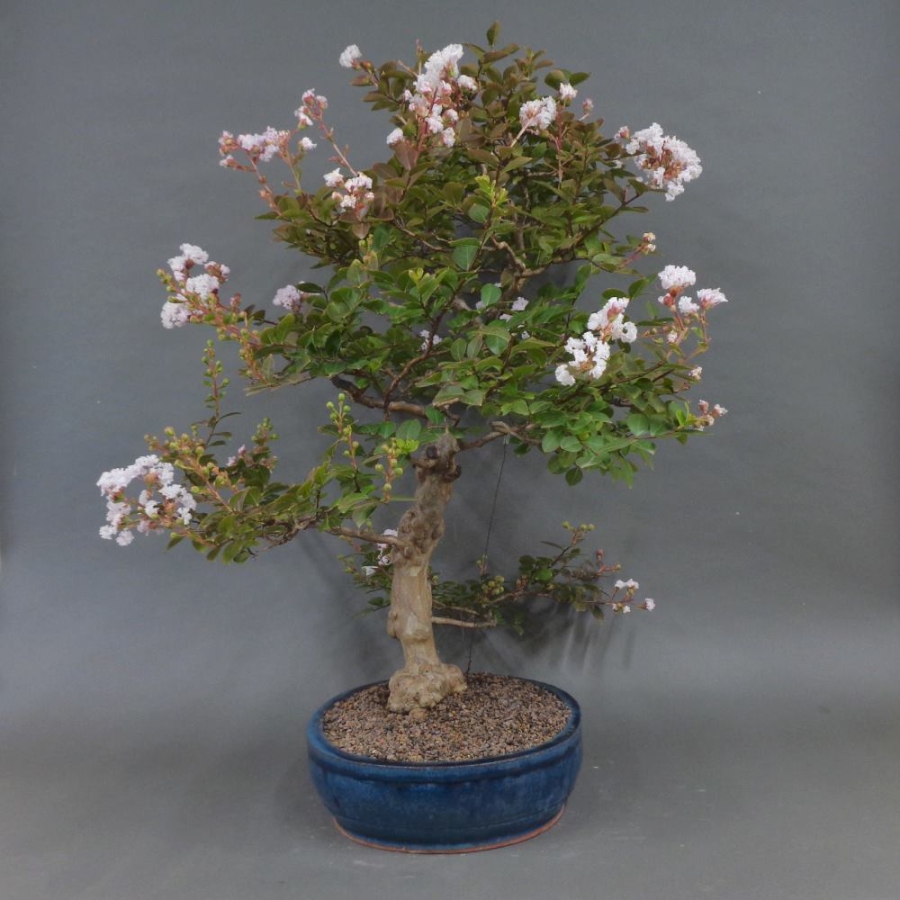 Satsuki, Azalee, Bonsai