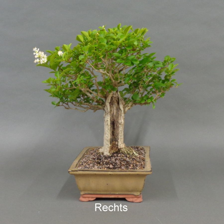 Liguster, Ligustrum vulgare, rechts