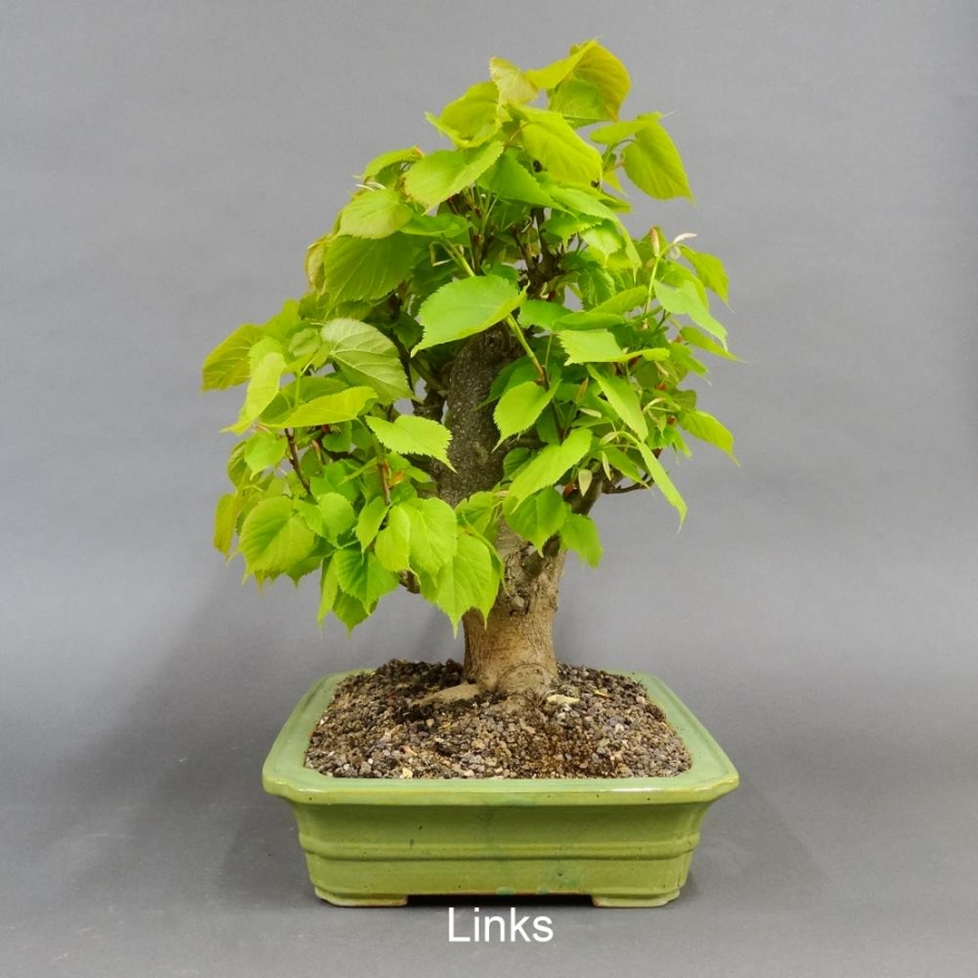 Tilia, cordata, Linde, Winterlinde, Bonsai