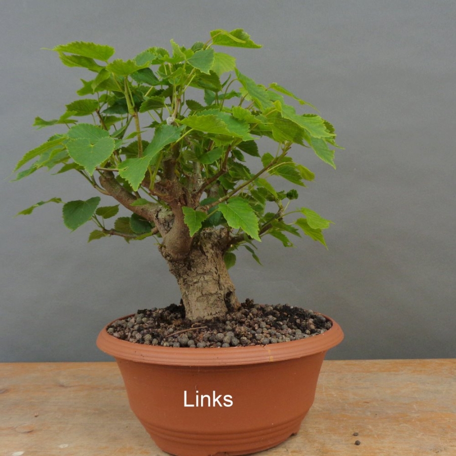 Tilia, cordata, Linde, Winterlinde, Bonsai