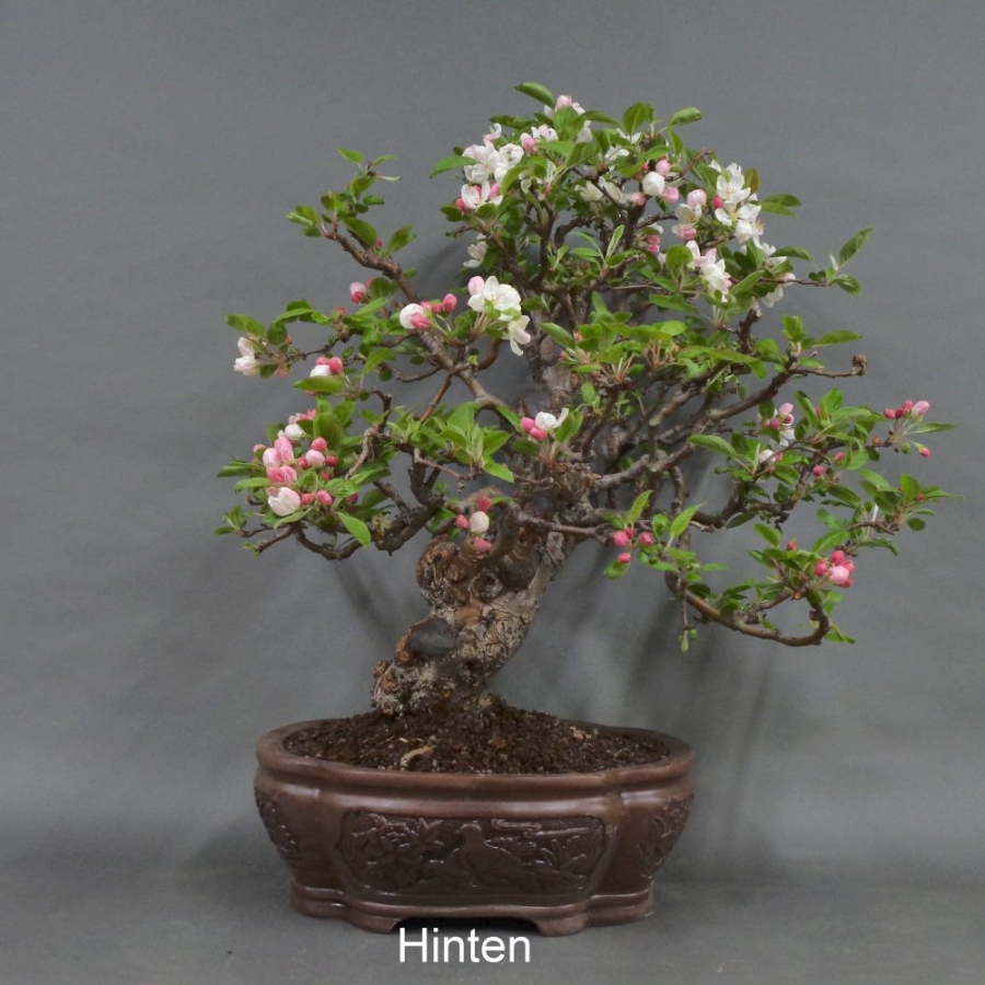 Bonsai, Apfel, Hinteransicht