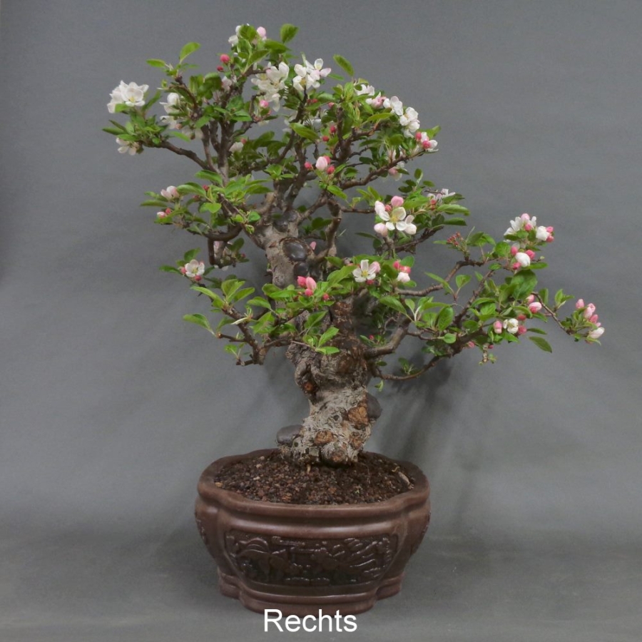 Bonsai, Apfel, rechte Ansicht