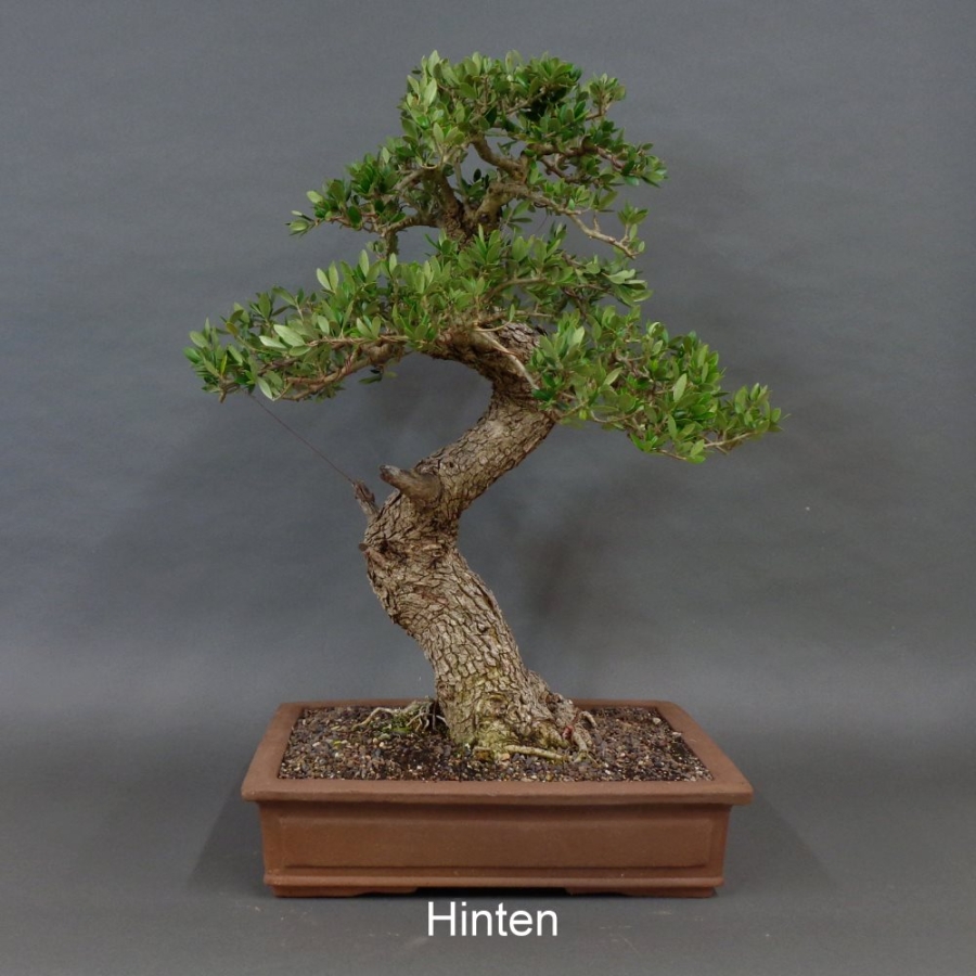 Olea europaea - Wilde Olive 10