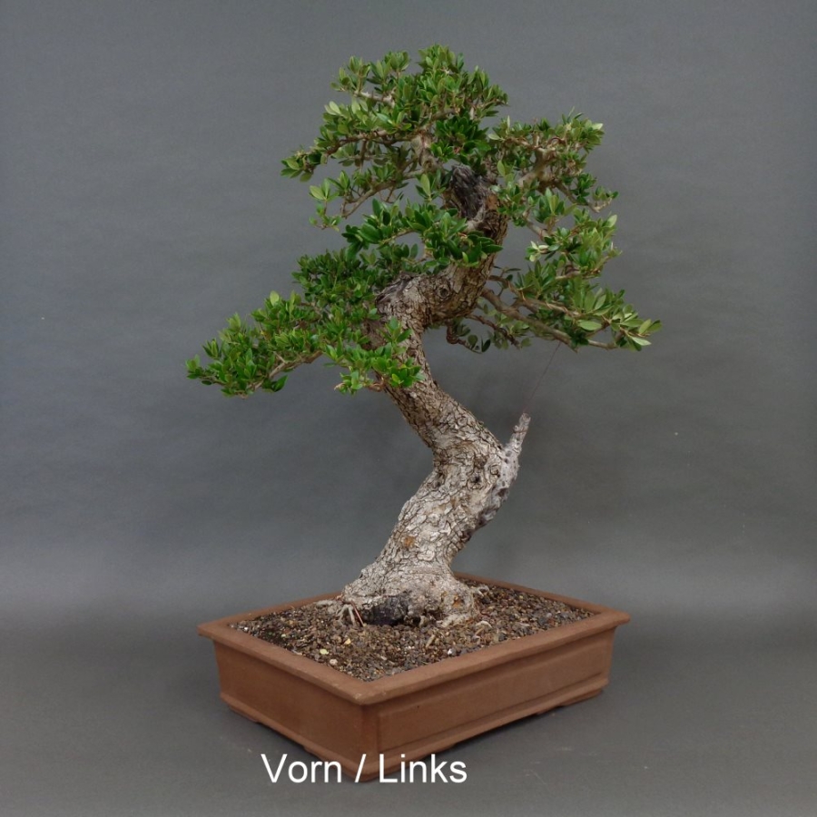 Bonsai, Crataegus laevigata, Weissdorn