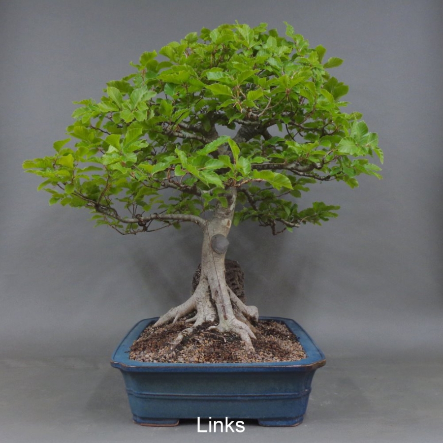 links