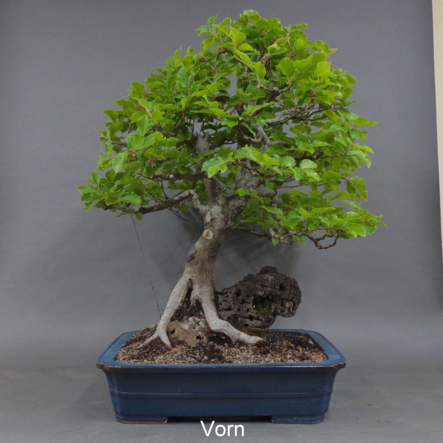 vorn