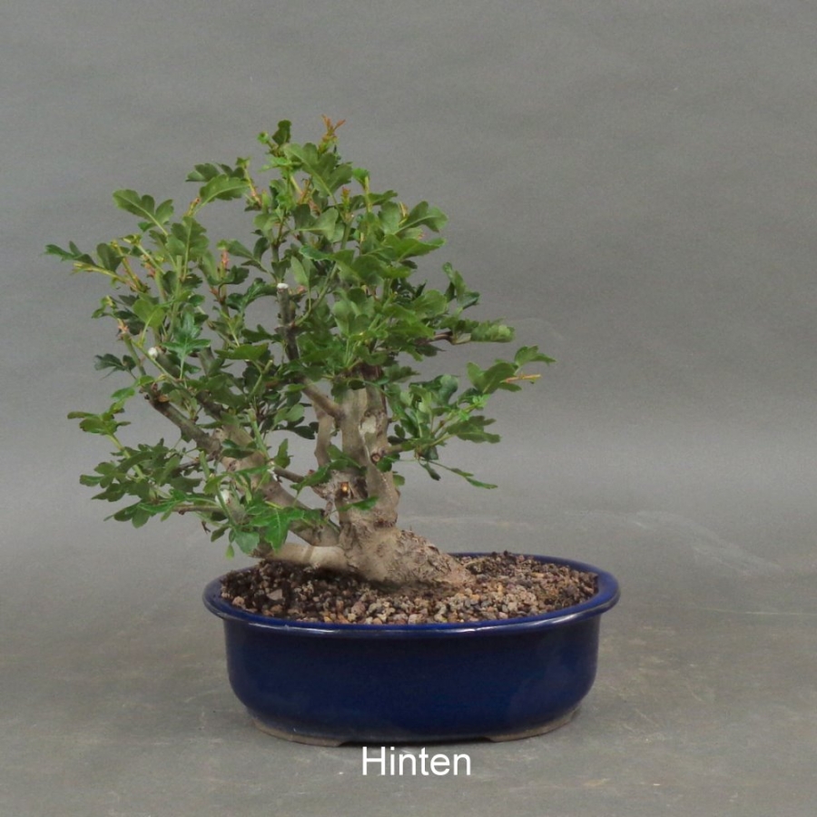Rotdorn, Bonsai, hinten