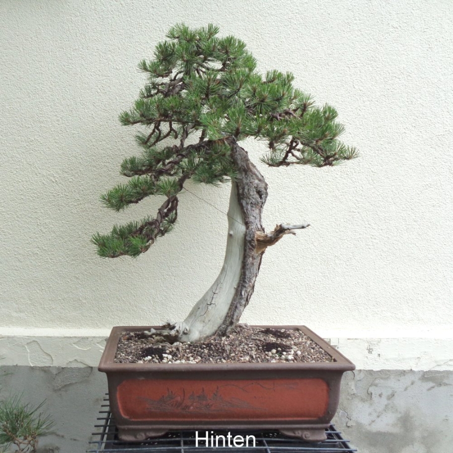 Bonsai, Pinus nigra