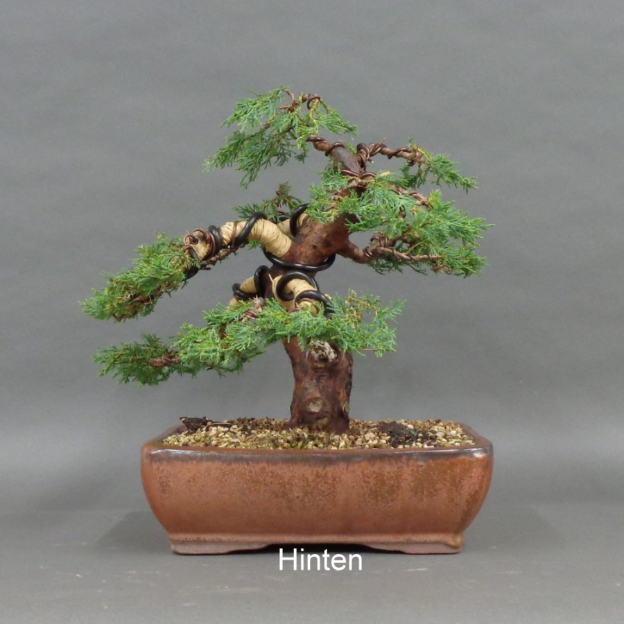 Juniperus chin. Hetzii, hinten