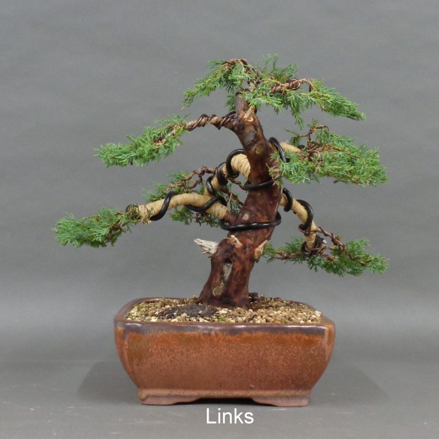 Juniperus chin. Hetzii, links