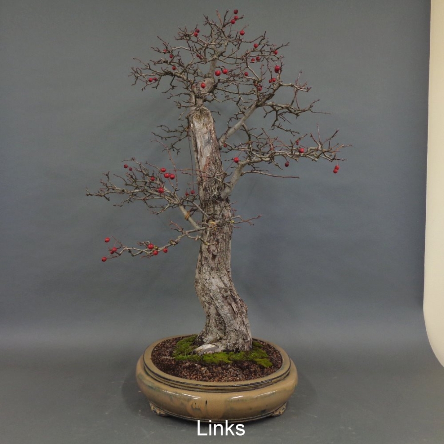Bonsai, Crataegus laevigata, Weissdorn