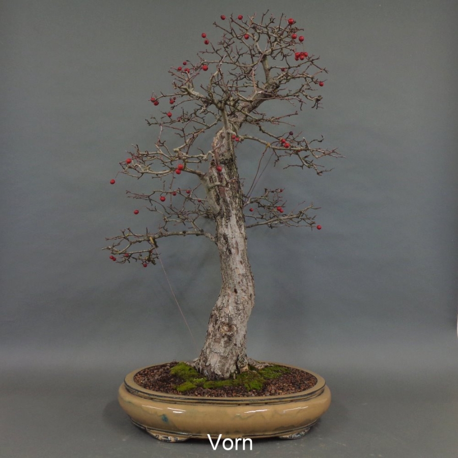 Bonsai, Crataegus laevigata, Weissdorn