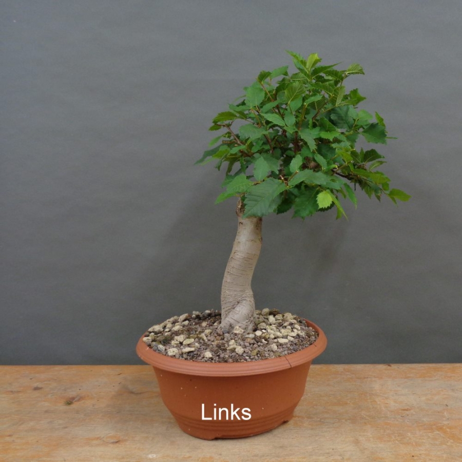 Pre-Bonsai, Zelkova serrata