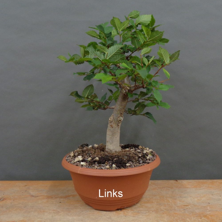 Pre-Bonsai, Zelkova serrata